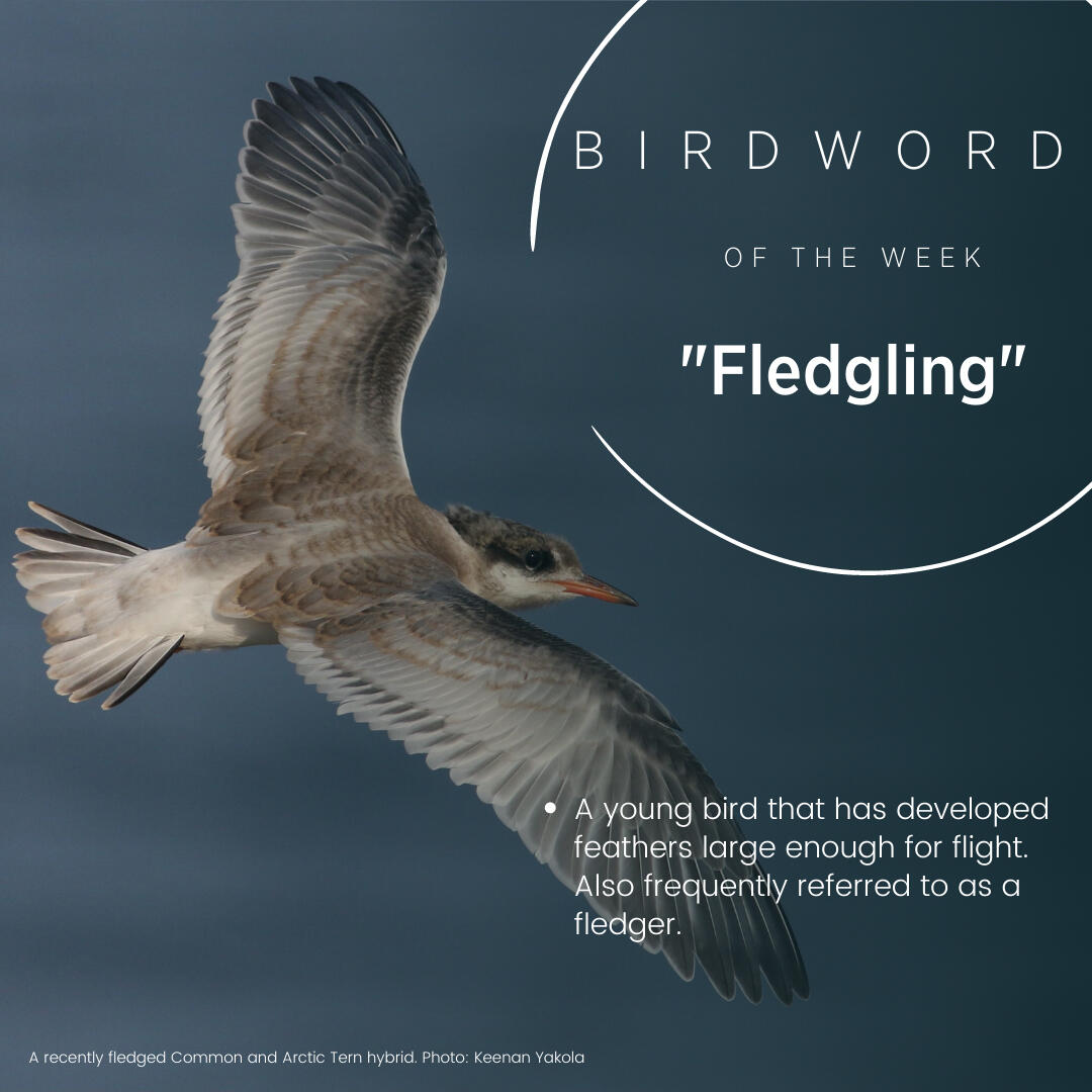 Bird Word of the Week