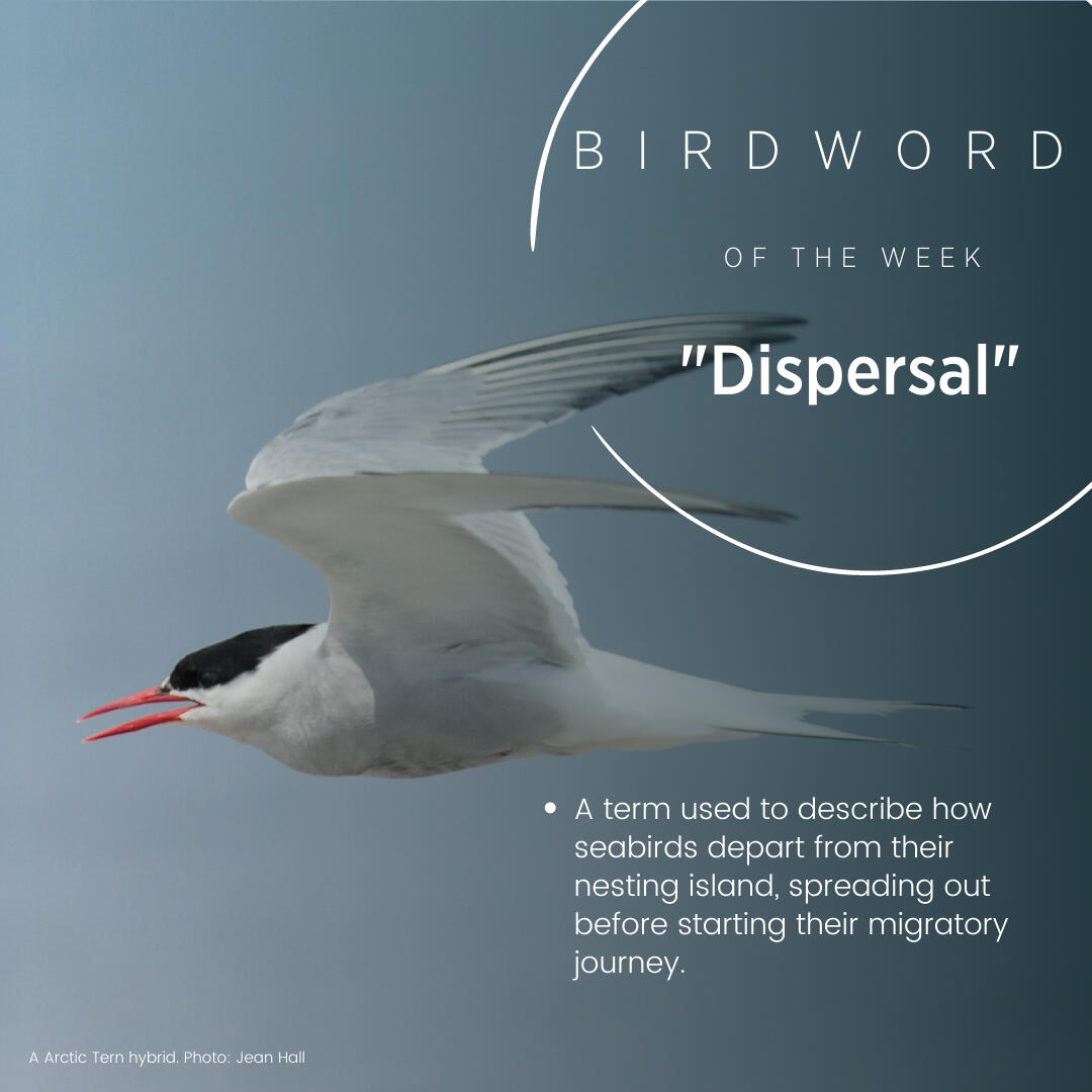 Bird Word of the Week