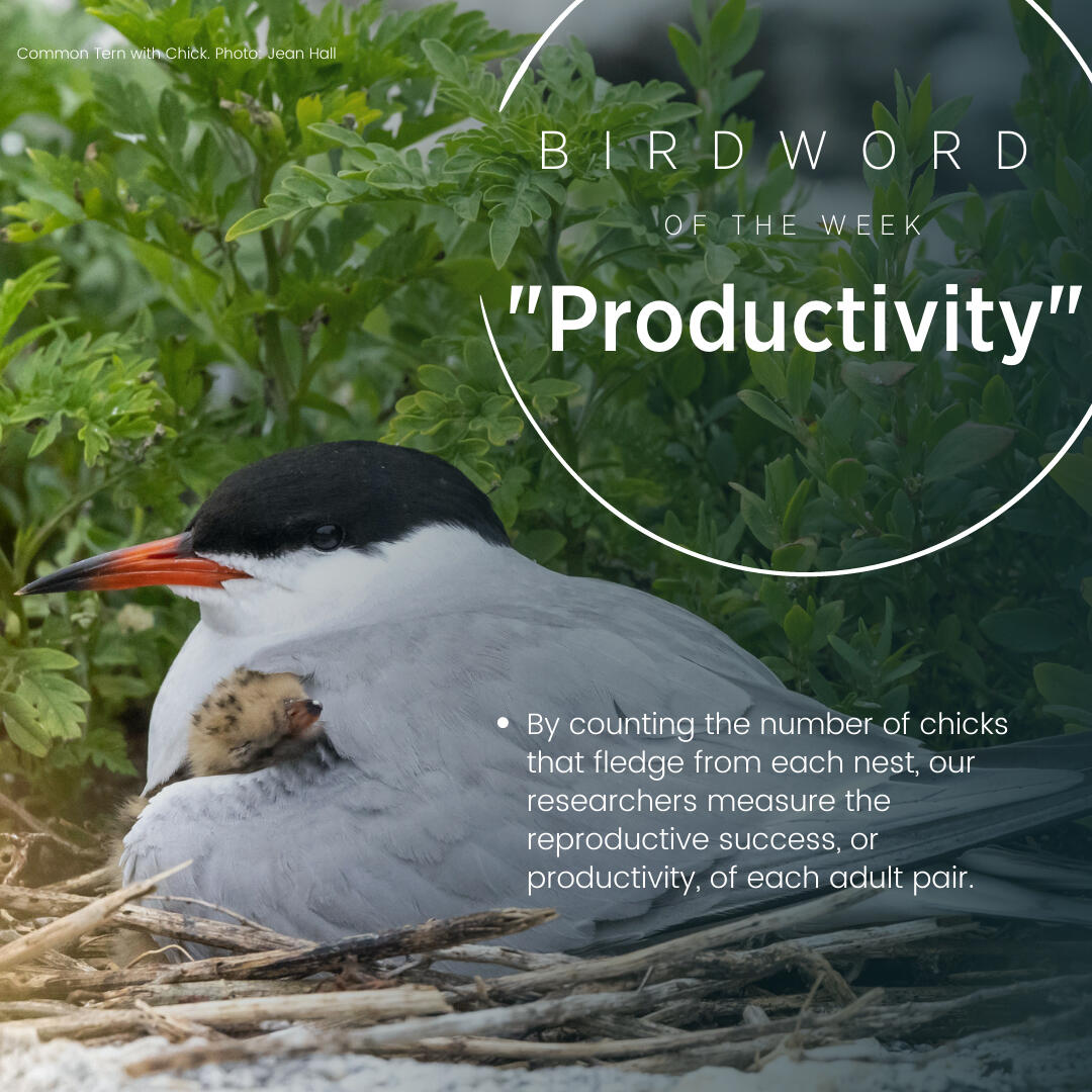 Bird Word of the Week is Productivity