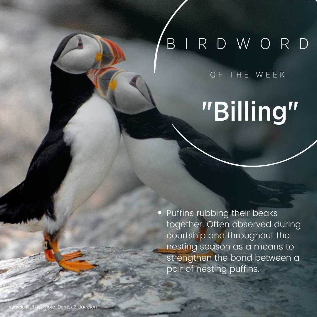 Bird Word of the Week