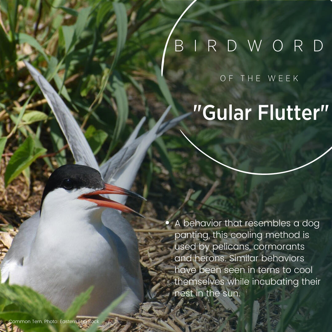 Seabird Island News - Vol. 8 - 15 July 2022 | Audubon Seabird Institute