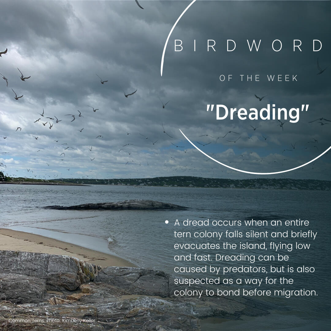 Bird Word of the Week