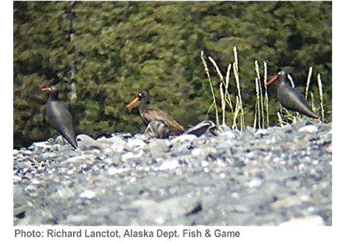 Black Oystercatcher Carousel Black Oystercatcher Carousel