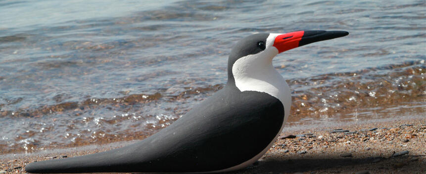 Black Skimmer Main Page Photo