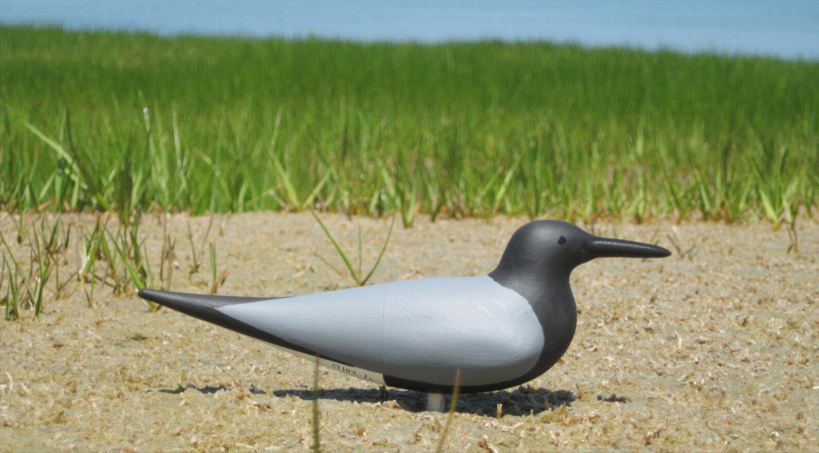 Black Tern Main Page Photo Black Tern Main Page Photo