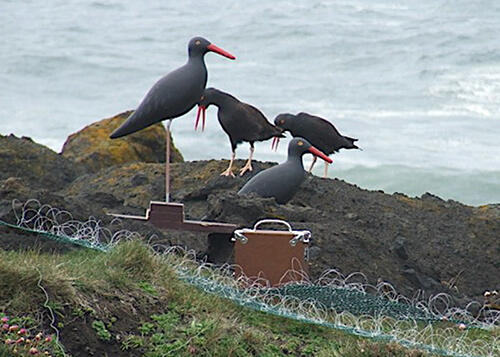 Black Oystercatcher Main Page Photo