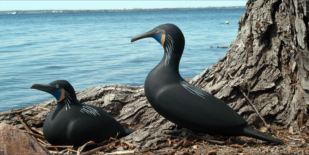 Brandt’s Cormorant Main Page Photo