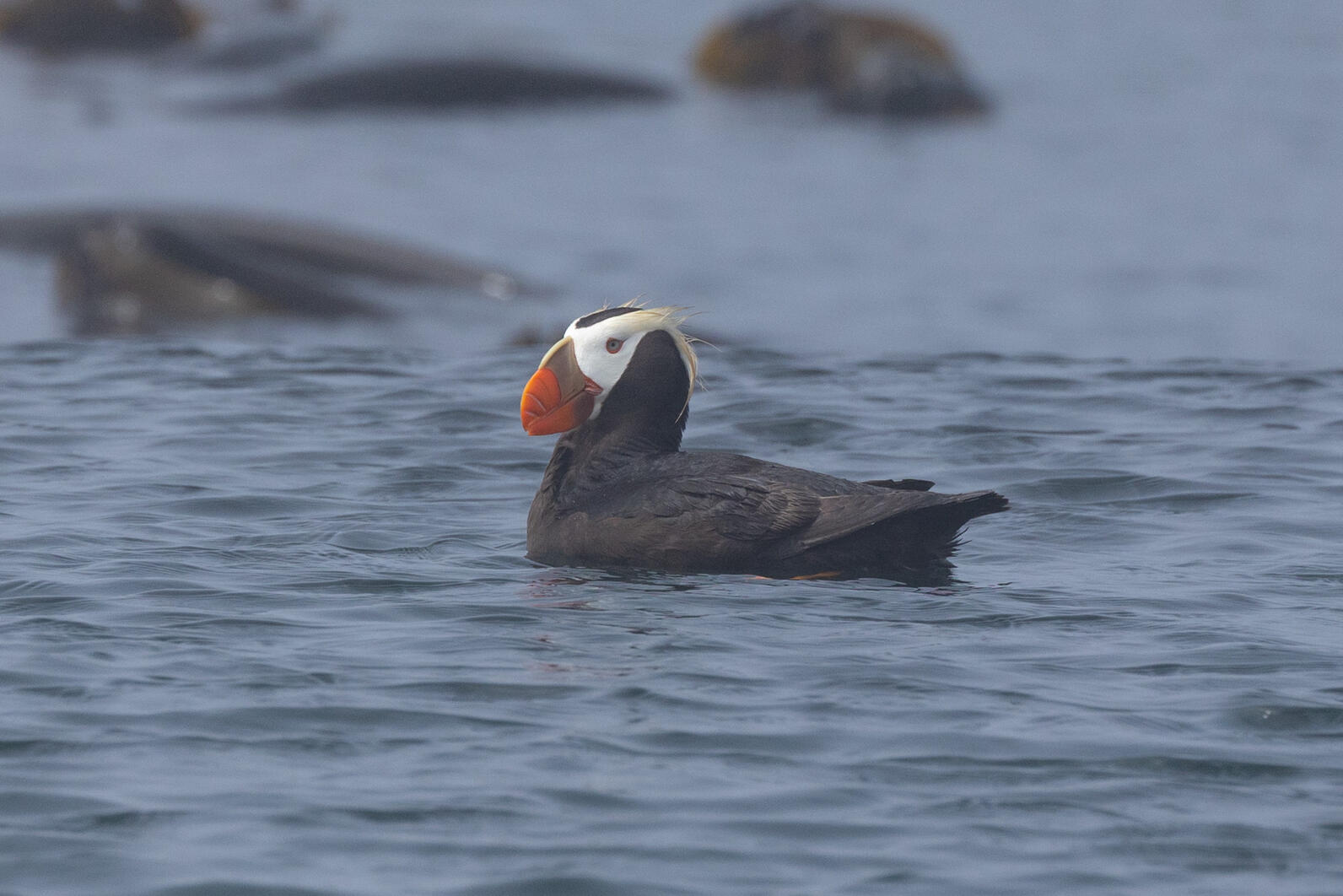 Tufted Puffin