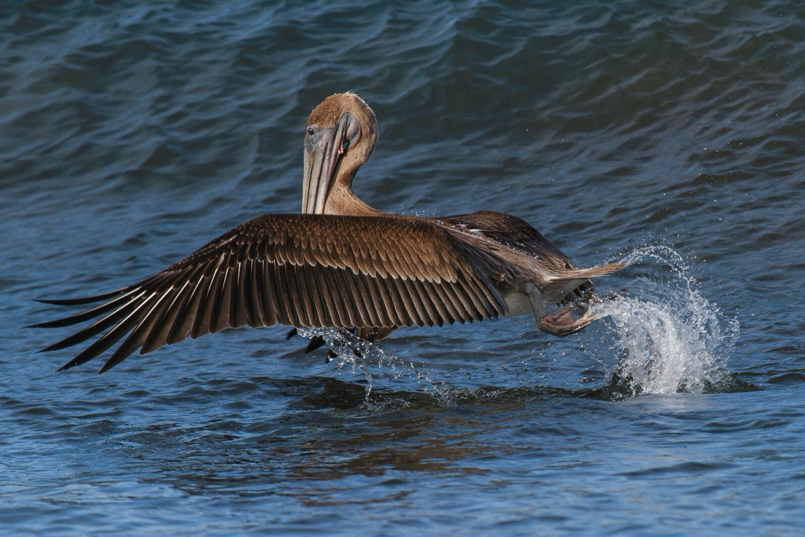 Brown Pelican by Lorraine Minns