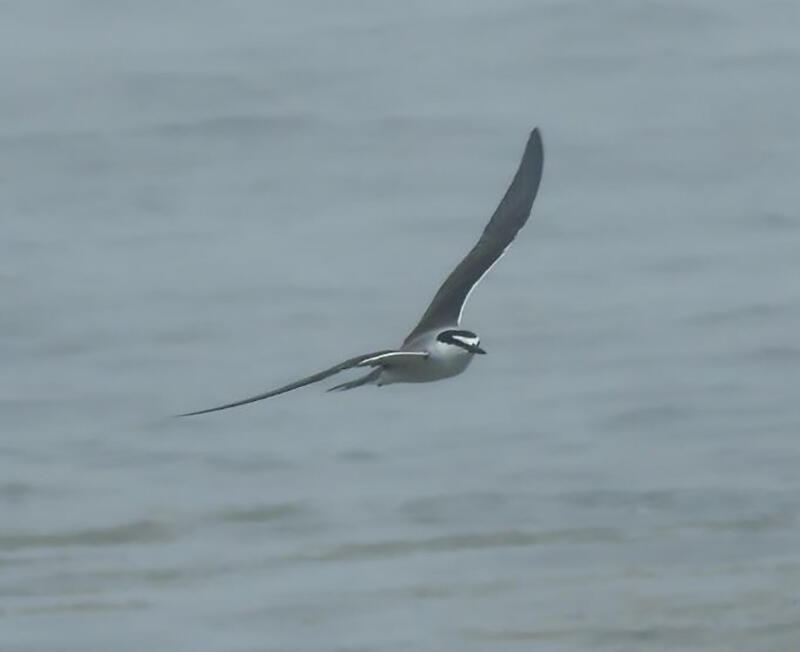 Bridled Tern visits Stratton Island 