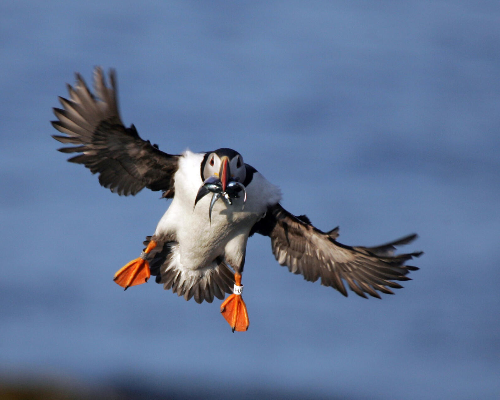 Puffins and Pufflings, and how the New England Seamounts Could