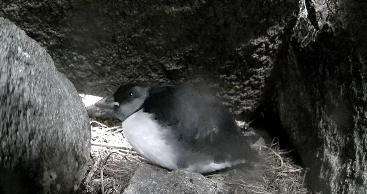 Puffling Burfle just before fledging Puffling Burfle just before fledging