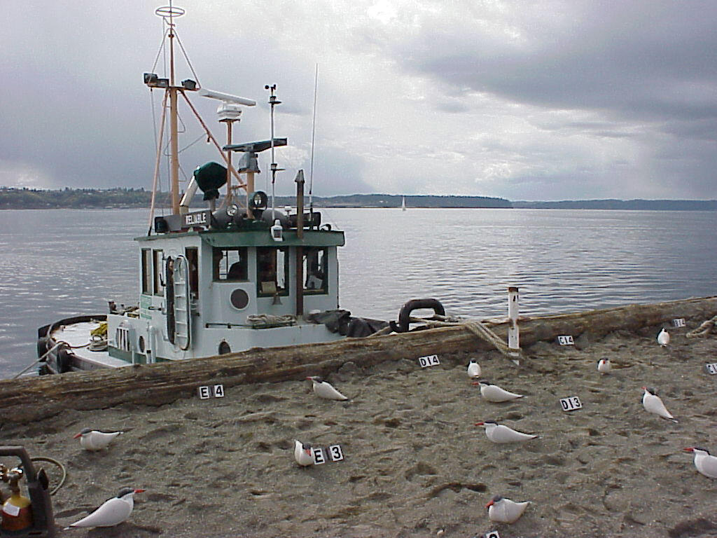 Caspian Tern Main Page Photo