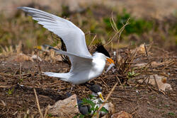 Chinese Crested Tern Courtship Feeding