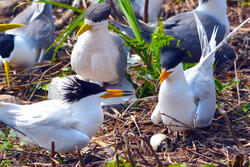 Chinese Crested Tern Pair with Egg and Decoy
