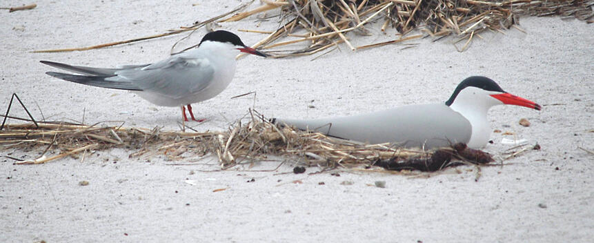 Common Tern Main Page Photo Common Tern Main Page Photo