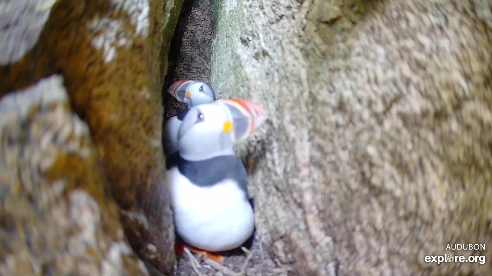 Confused puffins in the Guillemot burrow