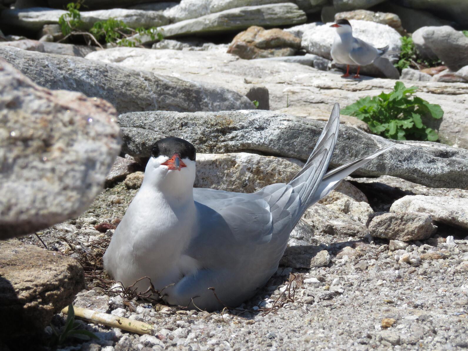 Seabird Island News - Vol. 5 - 29 May 2024 | Audubon Seabird Institute