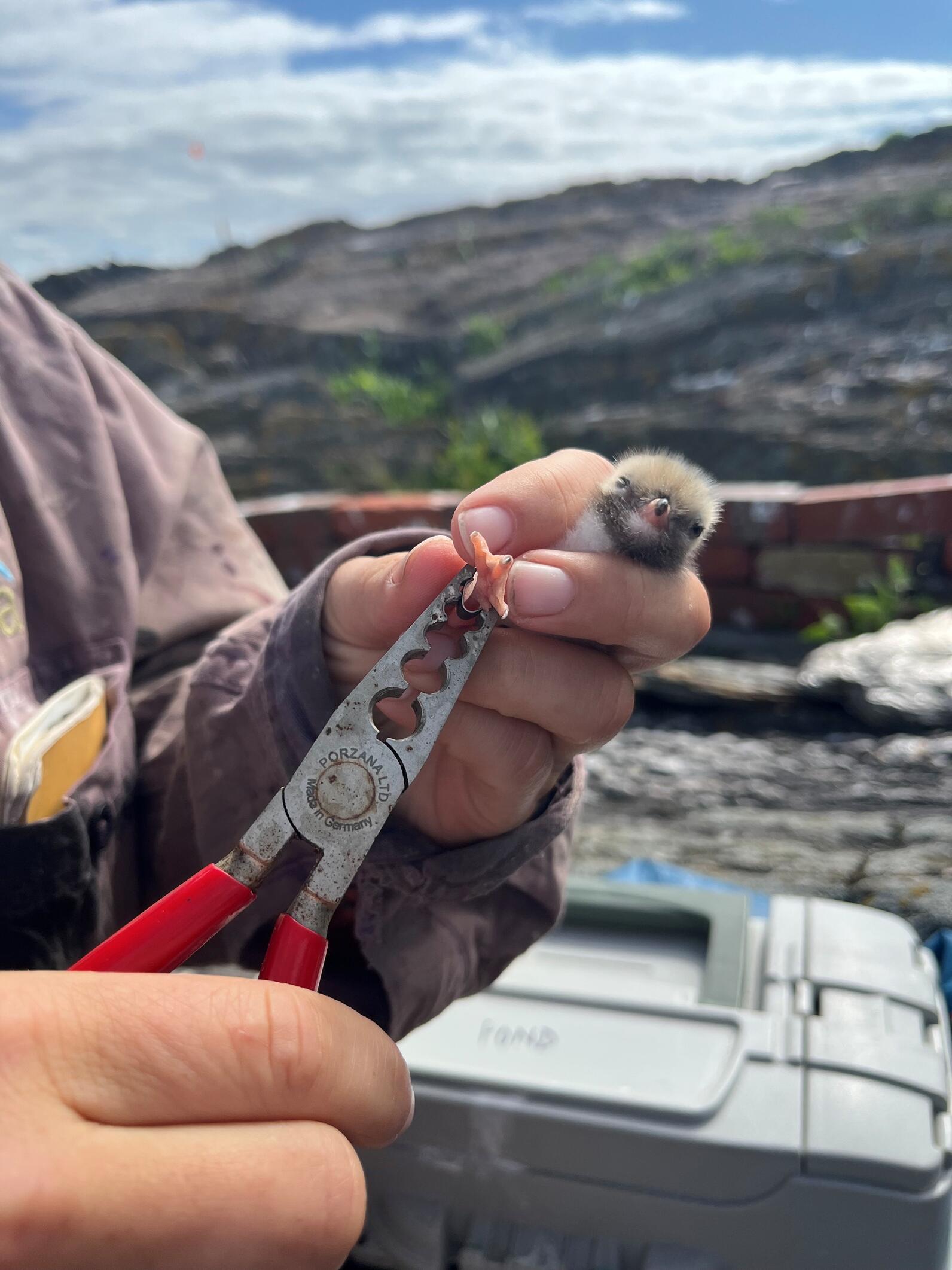 A Common Tern chick being banded on Pond Island NWR