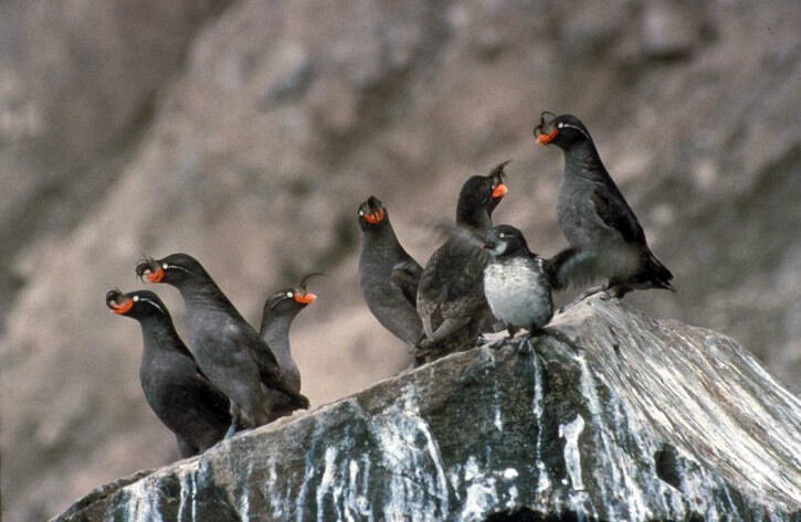 Crested Auklet Main Page Photo Crested Auklet Main Page Photo
