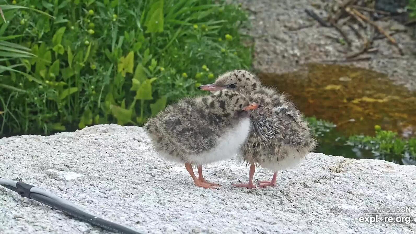 Two tern chicks playing