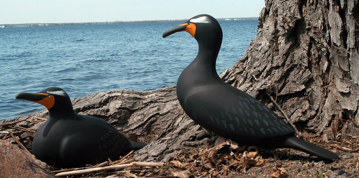 Double-crested Cormorant Main Page Photo Double-crested Cormorant Main Page Photo