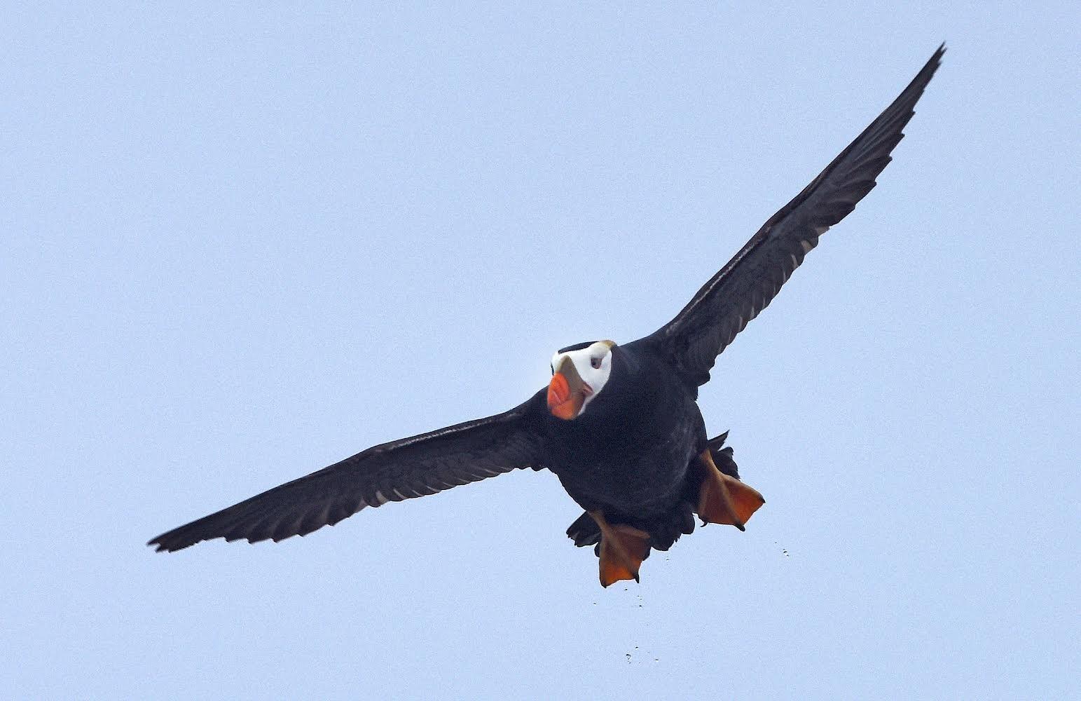 The Tufted Puffin returns, with a fly-over