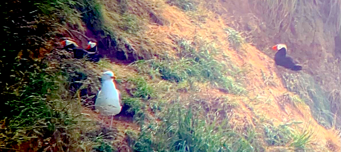 Tufted Puffins and a Western Gull seen through a spotting scope Tufted Puffins and a Western Gull seen through a spotting scope