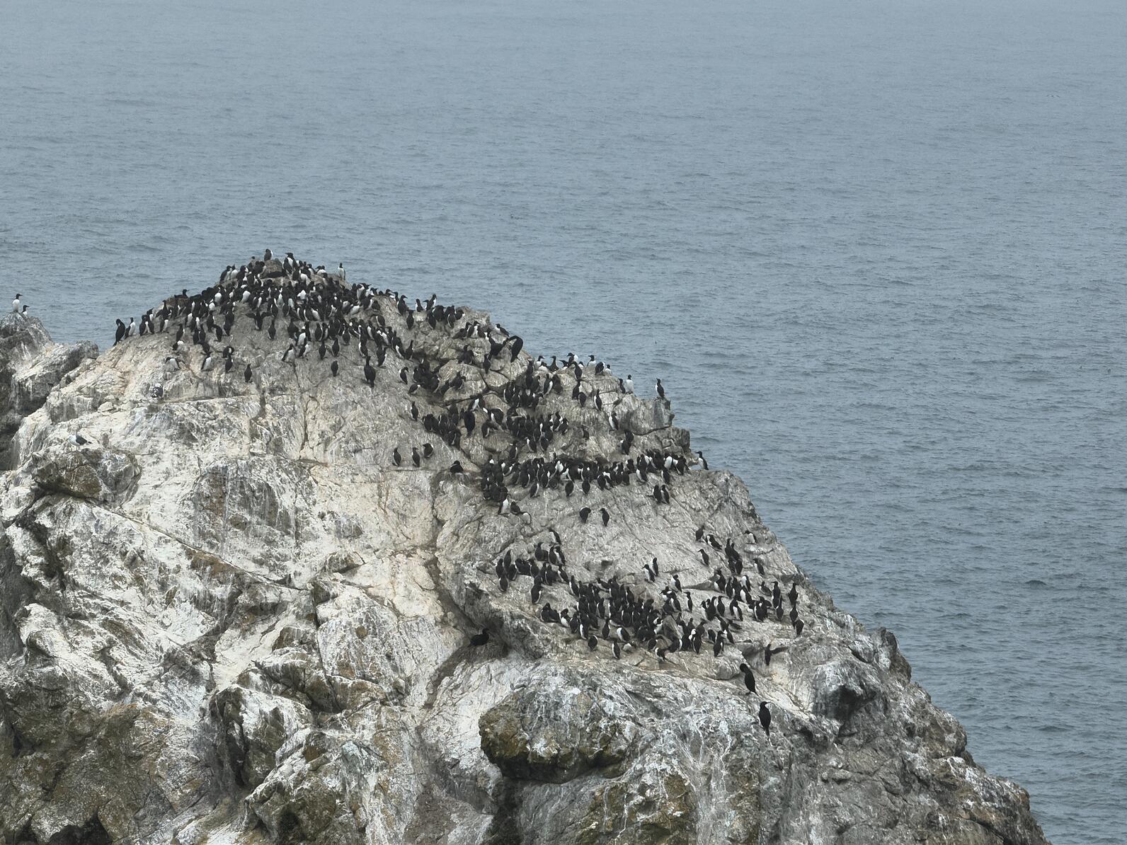 Goat Island, also known as Bird Island - the largest island on the Oregon Coast. Goat Island, also known as Bird Island - the largest island on the Oregon Coast.