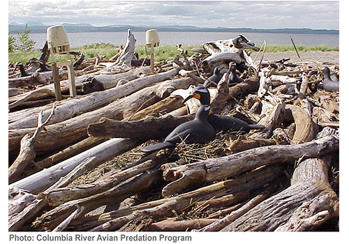 Double-crested Cormorant Carousel Double-crested Cormorant Carousel