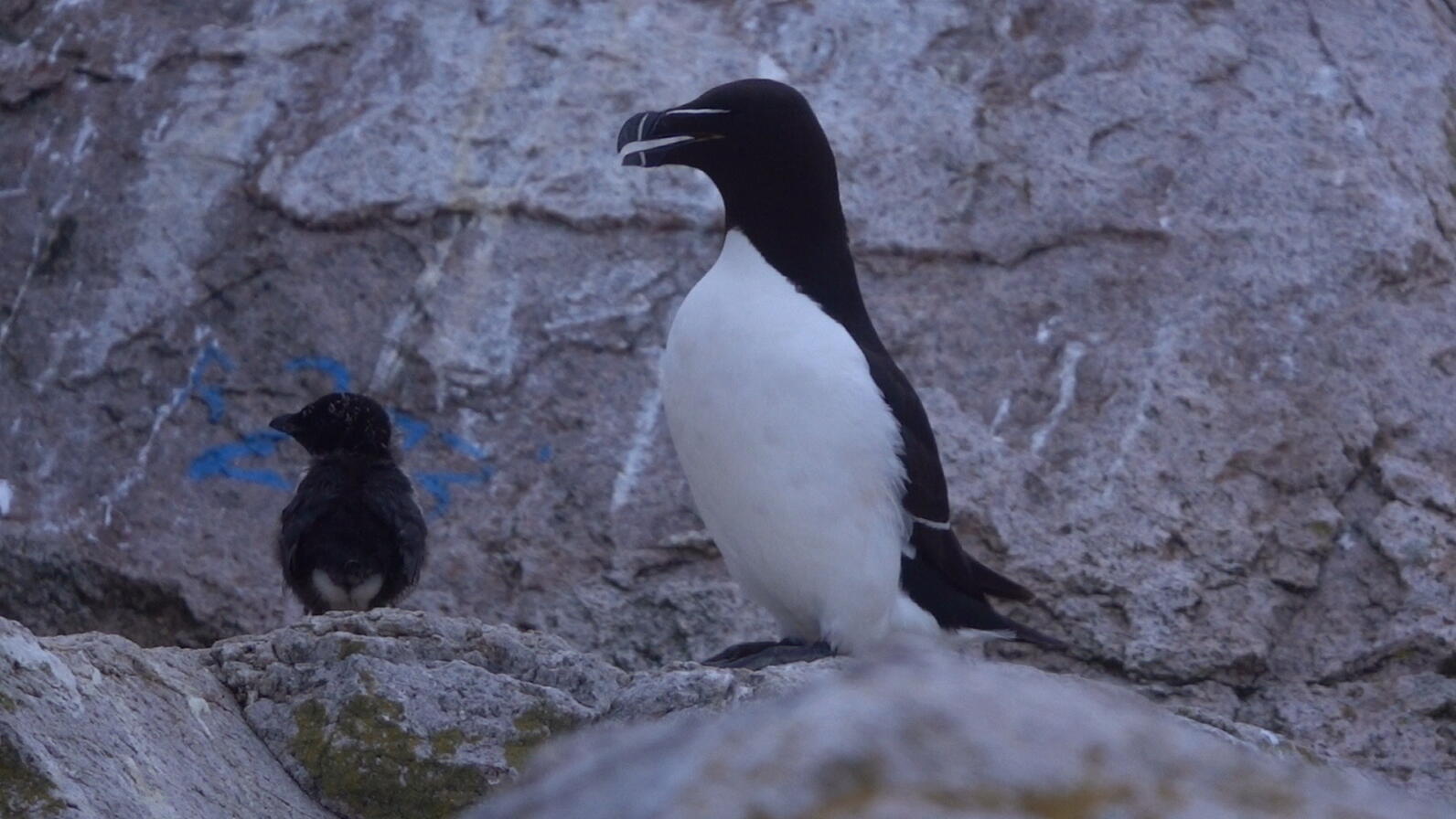 Razorbill Chick on Matinicus Rock Razorbill Chick on Matinicus Rock