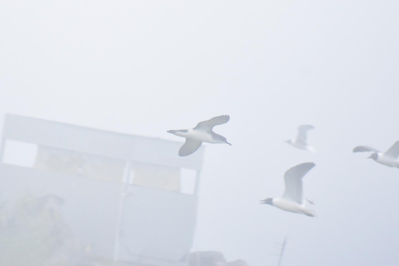 Birds flying through the fog Birds flying through the fog