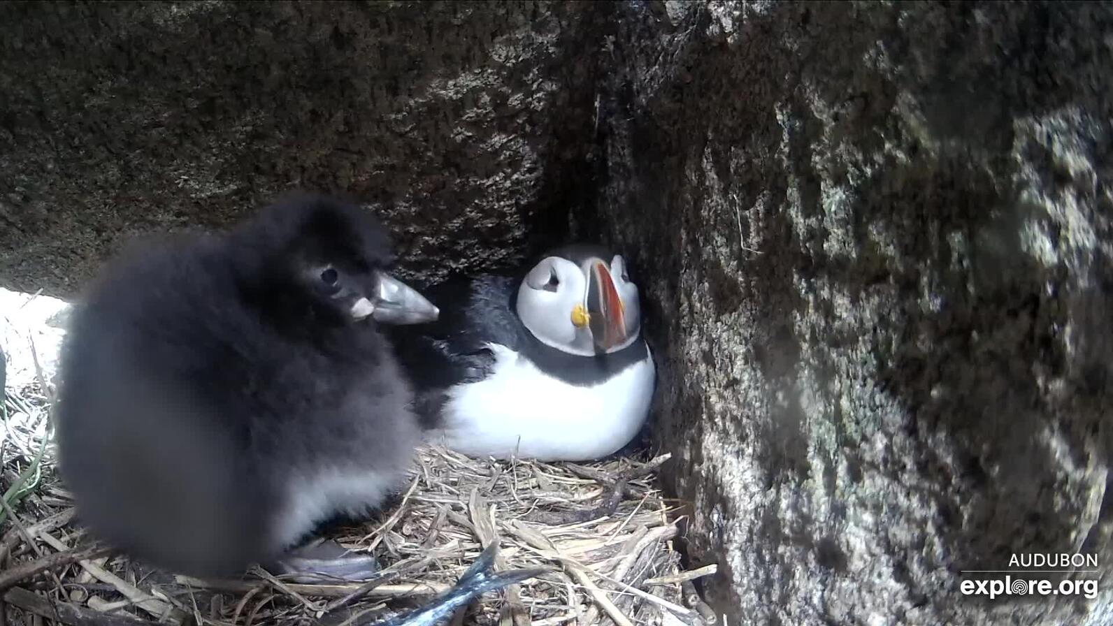 Duryea athe puffling and Mom Millie in puffin burrow Duryea athe puffling and Mom Millie in puffin burrow