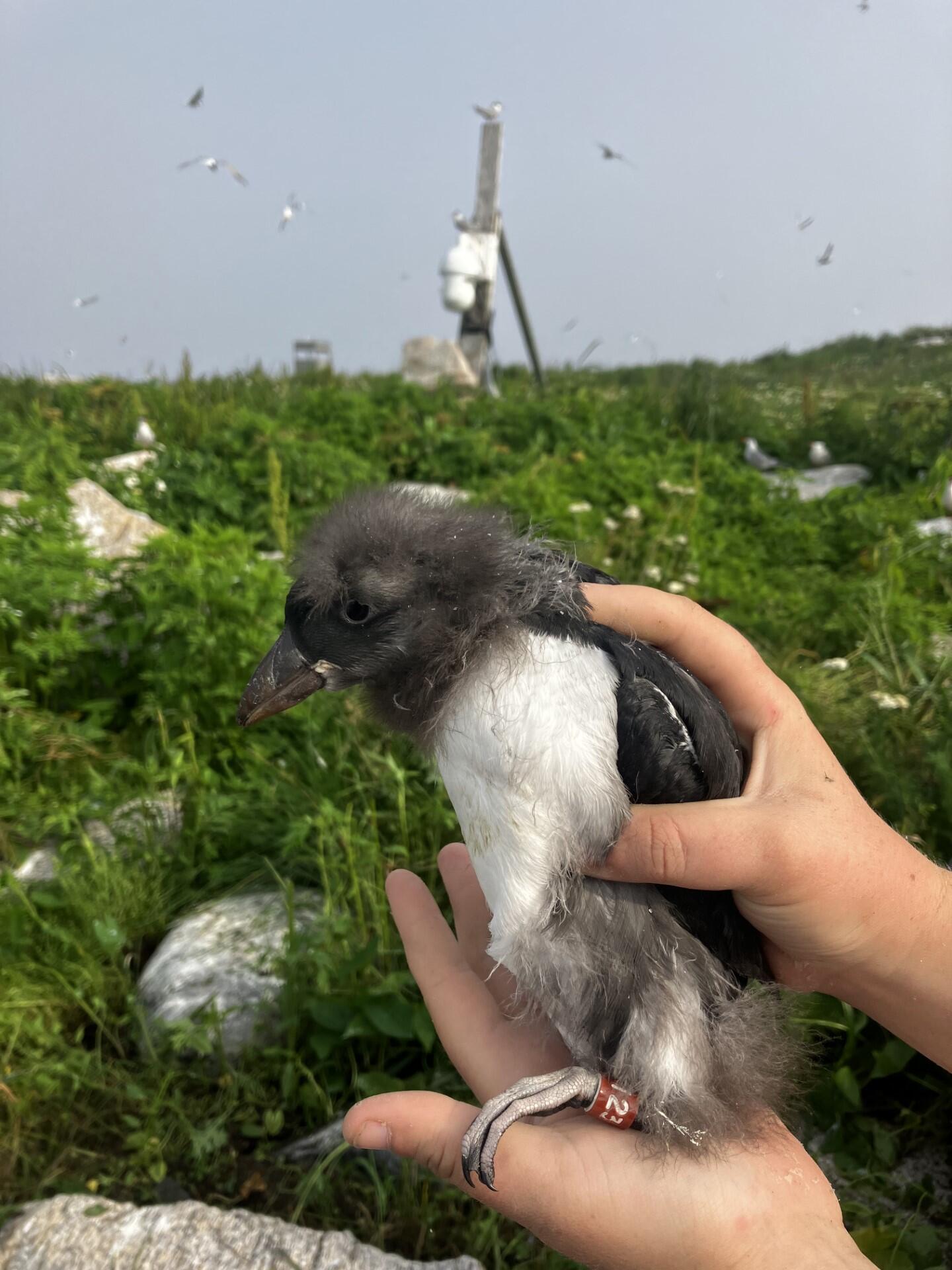explore.org on-camera puffling, Duryea, wearing new bling (a leg band) explore.org on-camera puffling, Duryea, wearing new bling (a leg band)