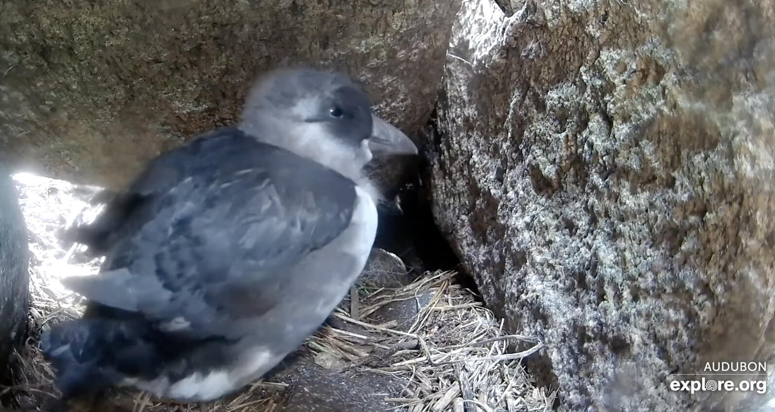 Duryea the puffling, looking all grown up! Duryea the puffling, looking all grown up!