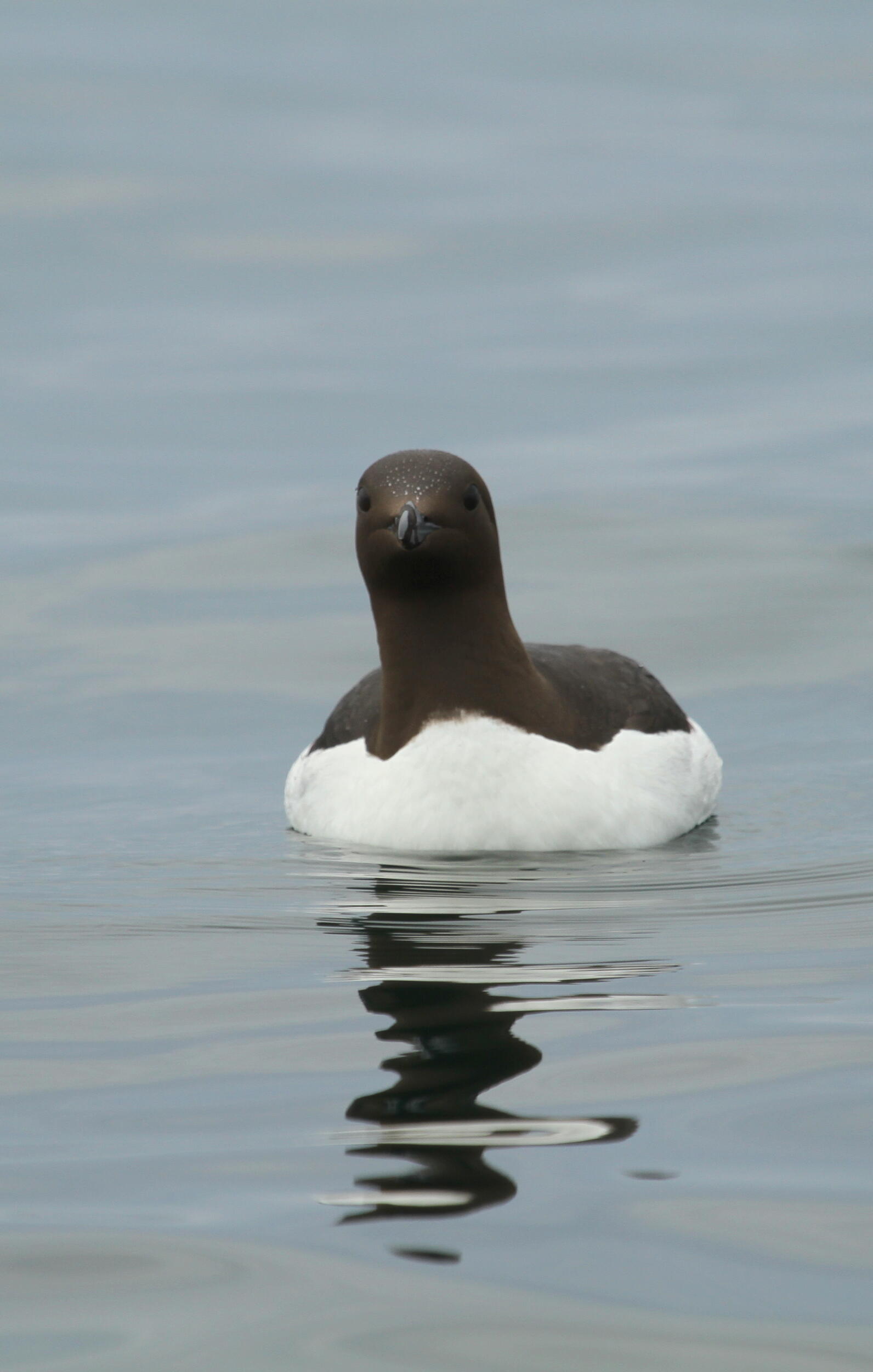 Common Murre on Water