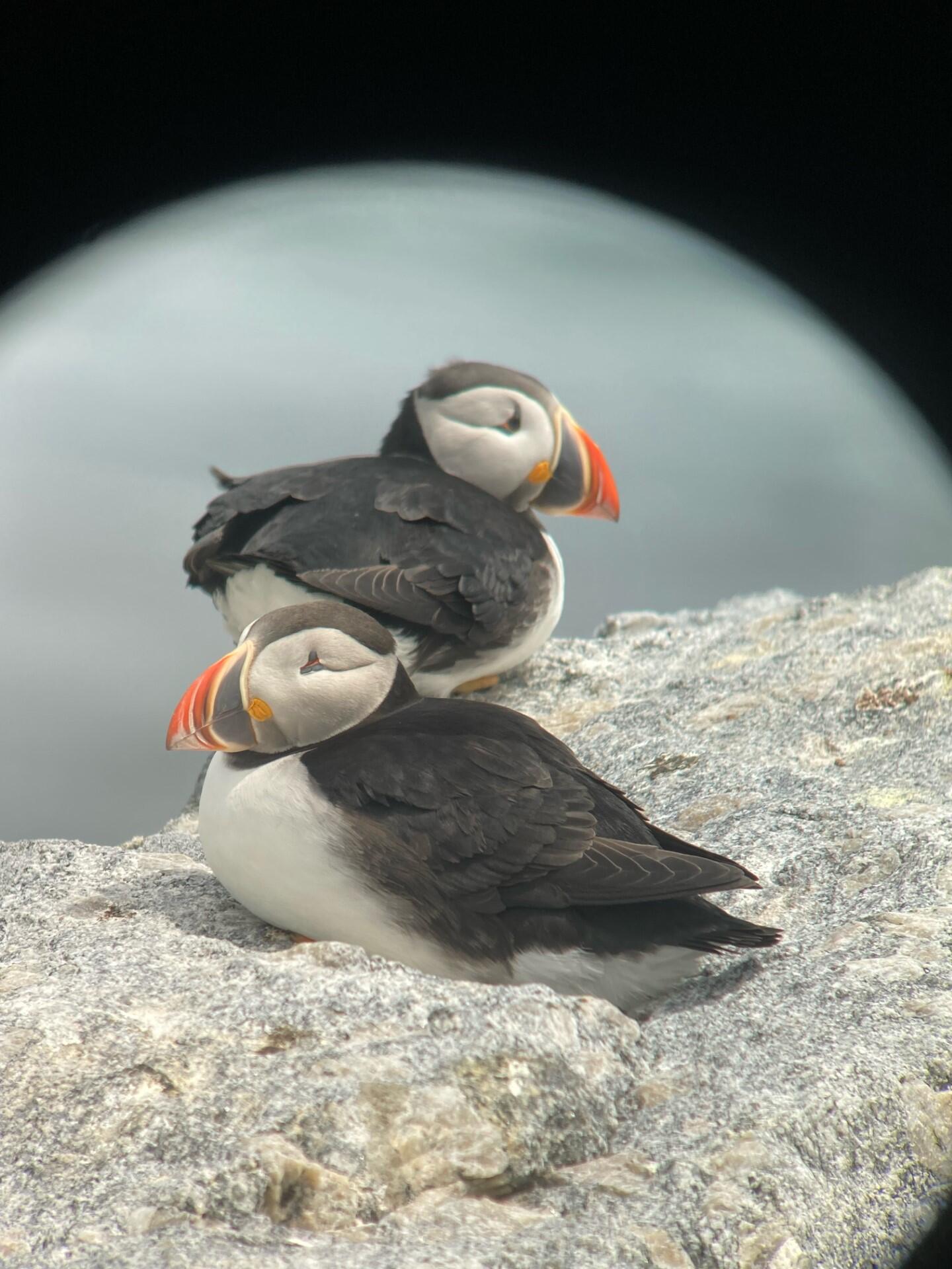 Eastern Egg Rock Puffins Hunker Down on an overcast day.