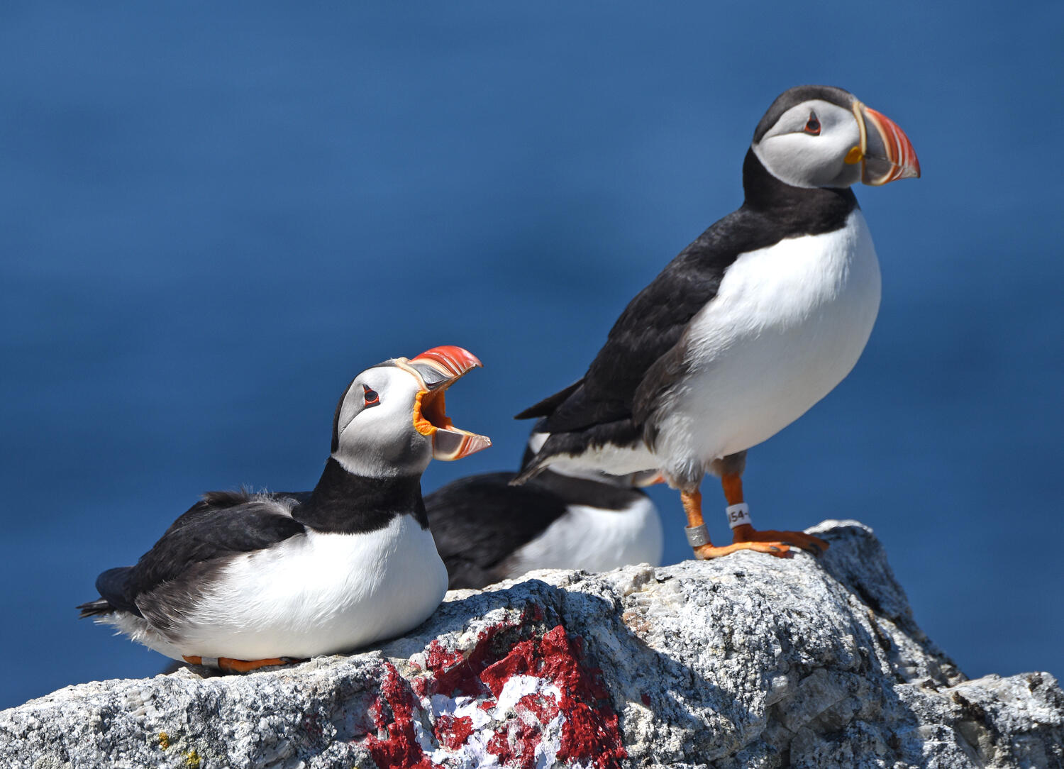 Puffin Group Chat by Derrick Z Jackson Puffin Group Chat by Derrick Z Jackson