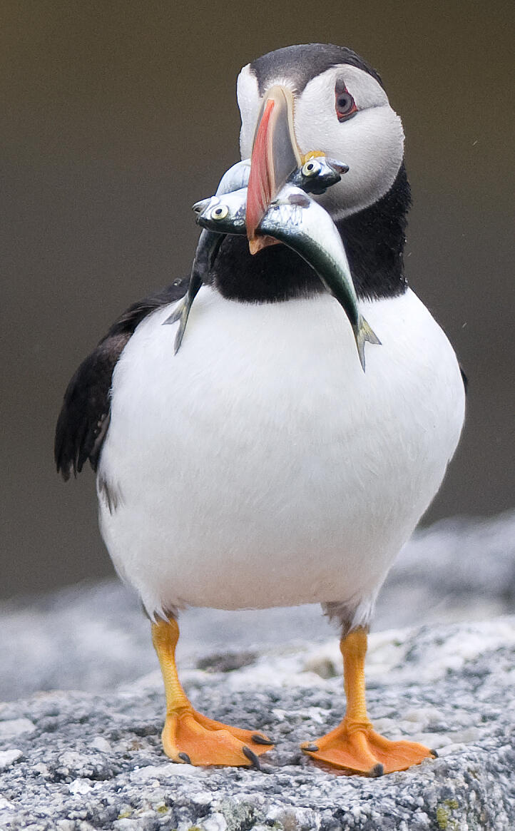 Standing Puffin with two large herring at EER