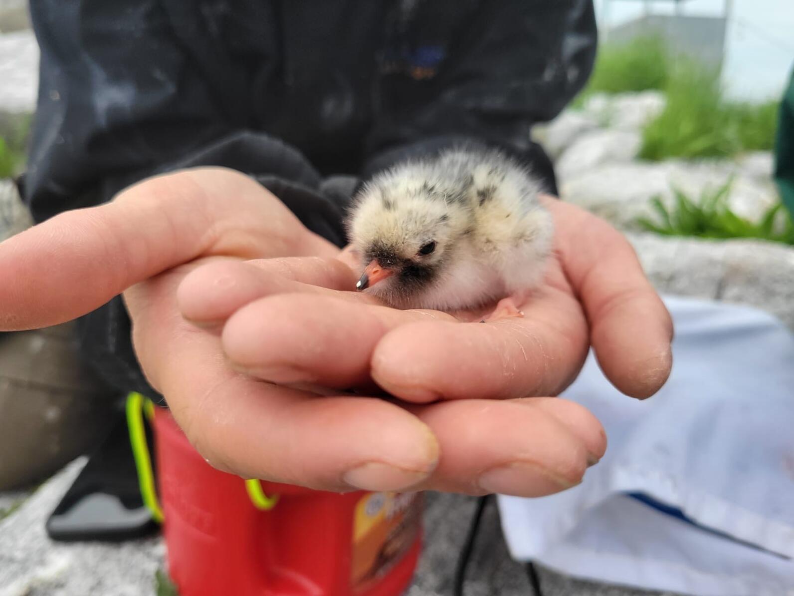 Eastern Egg Rock Arctic Tern, named Chicken Little Eastern Egg Rock Arctic Tern, named Chicken Little