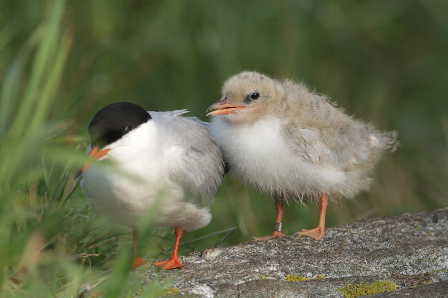 Egg Rock’s “Garden Terns” chick “Puddle”