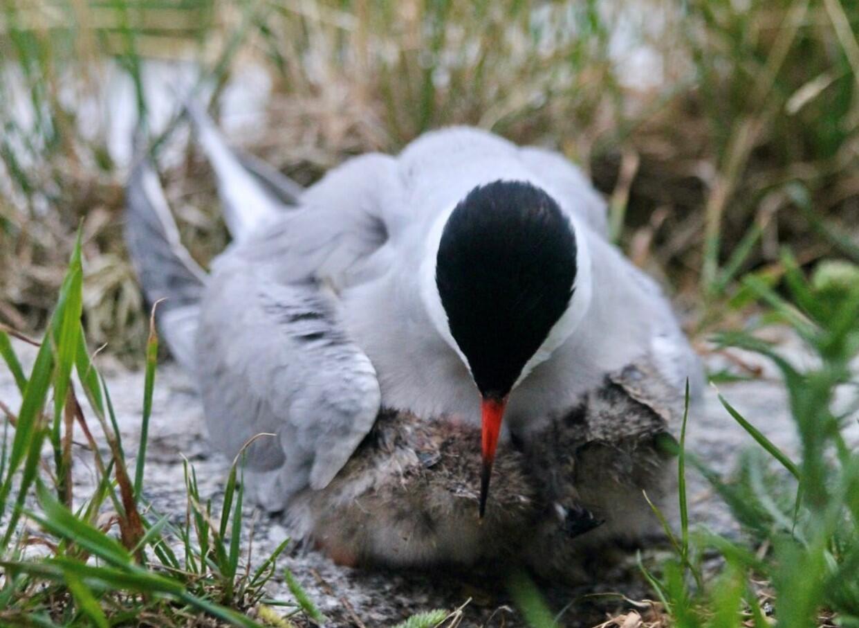 Two Common Tern chicks huddle beneath their parent to stay dry and warm