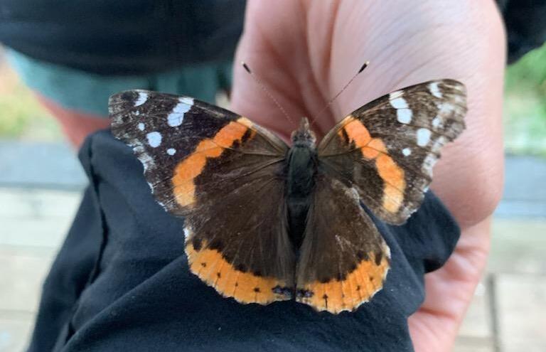 A Red Admiral Butterfly visited the Egg Rock Hilton