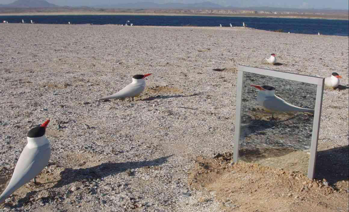 Elegant Tern Main Page Photo Elegant Tern Main Page Photo