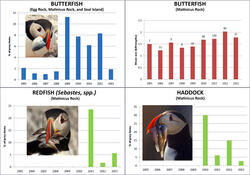 Egg Rock Update 2013 Fish Graphs from Matinicus Rock