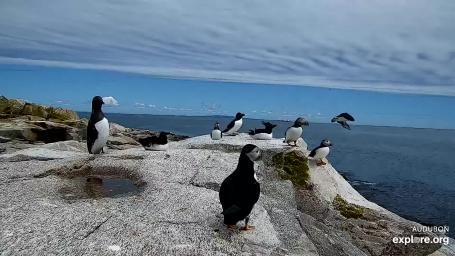 Seal Island Razorbills and puffins bask in the sunshine 