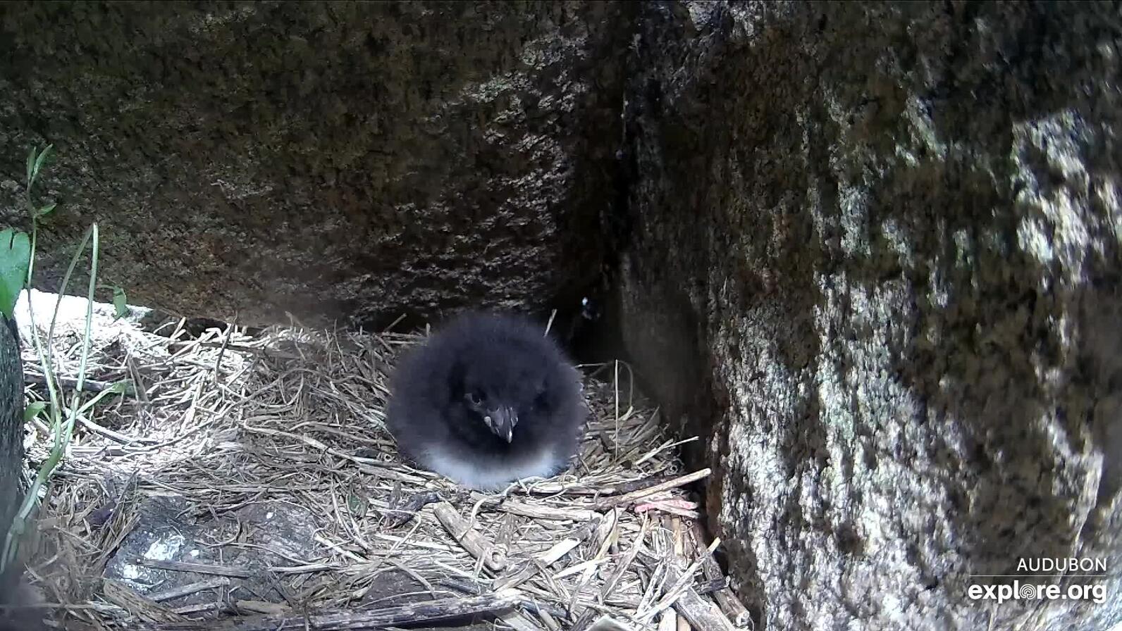 A puffin chick in a burrow