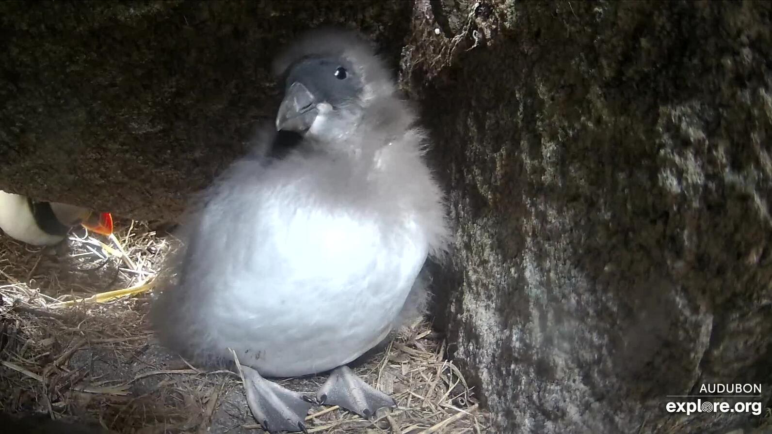 Duryea the puffling is growing his "grown-up" feathers