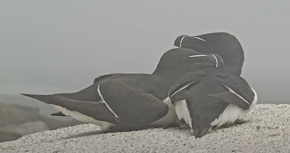 Two black and white birds cuddling on a rock