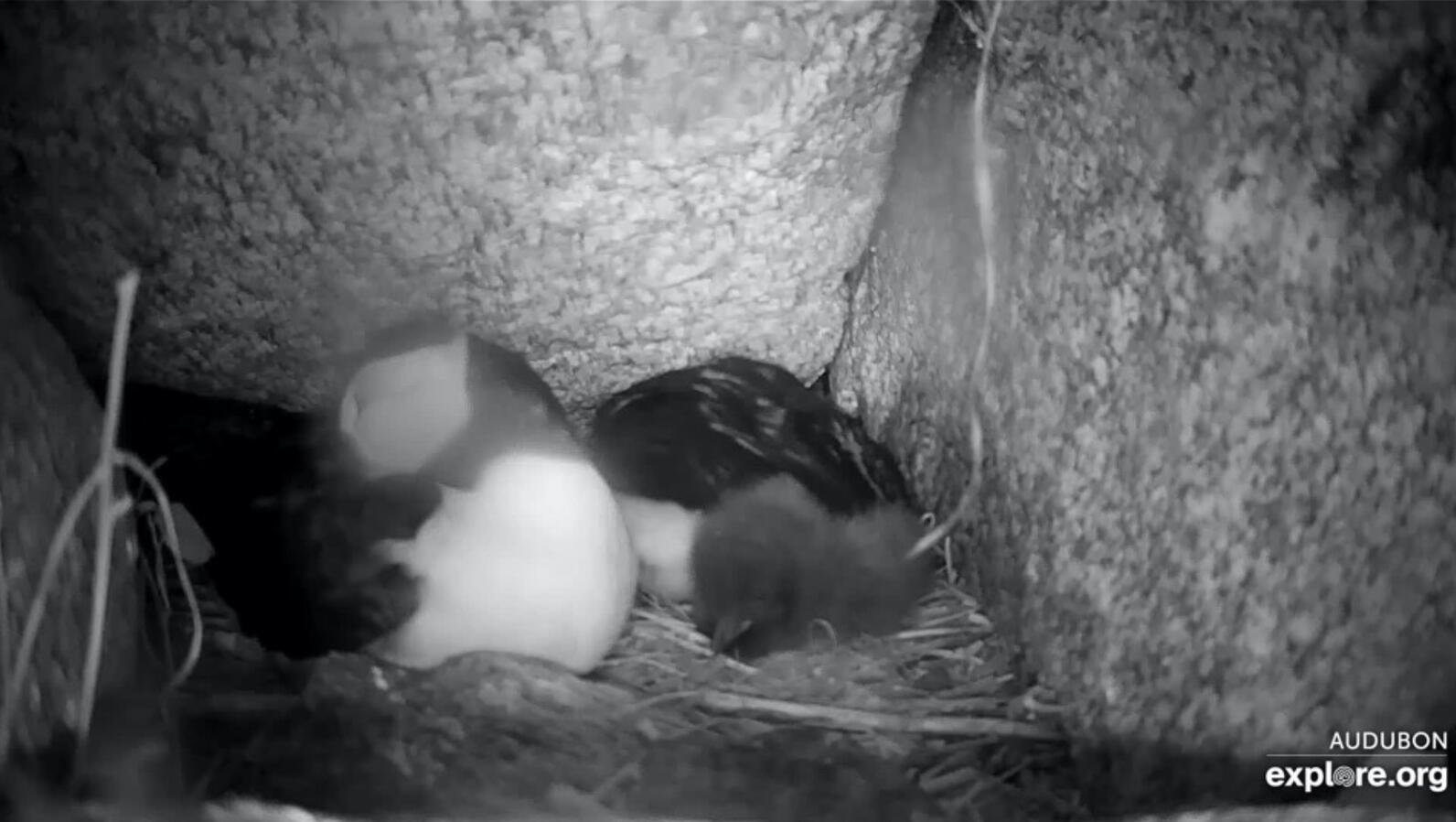 Willie, Millie, and puffling Ama sleeping in burrow